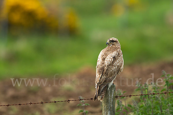 Mäusebussard (Buteo buteo)