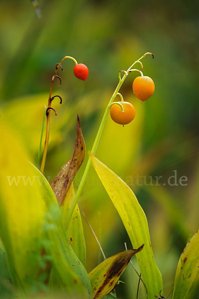 Maiglöckchen (Convallaria majalis)