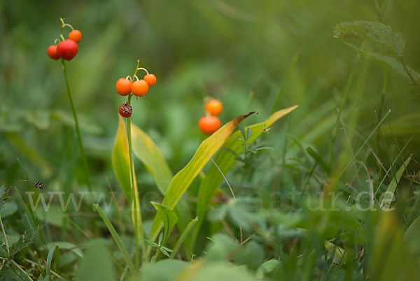 Maiglöckchen (Convallaria majalis)