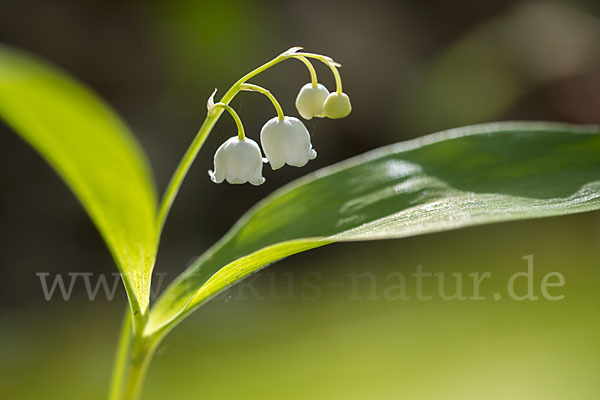 Maiglöckchen (Convallaria majalis)