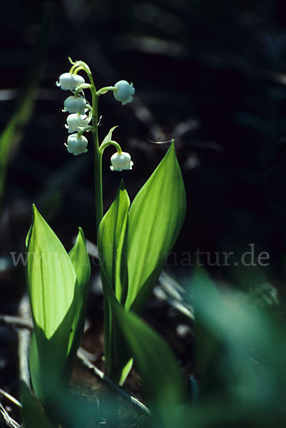 Maiglöckchen (Convallaria majalis)