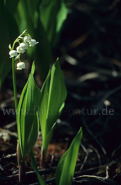 Maiglöckchen (Convallaria majalis)