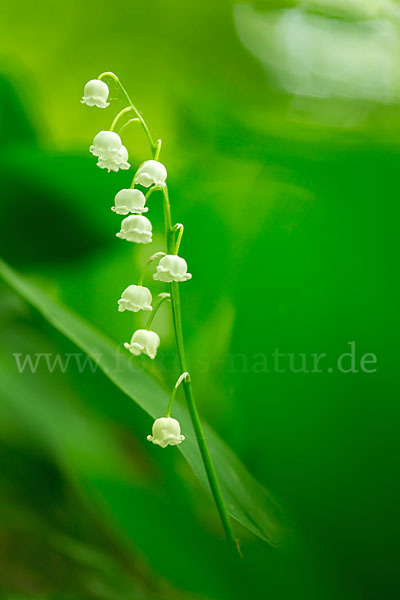 Maiglöckchen (Convallaria majalis)