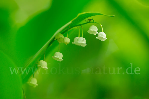 Maiglöckchen (Convallaria majalis)