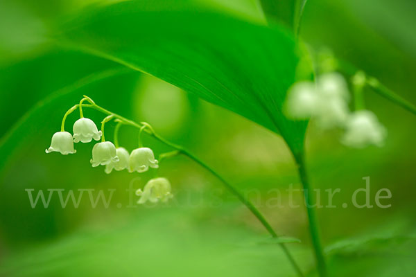 Maiglöckchen (Convallaria majalis)