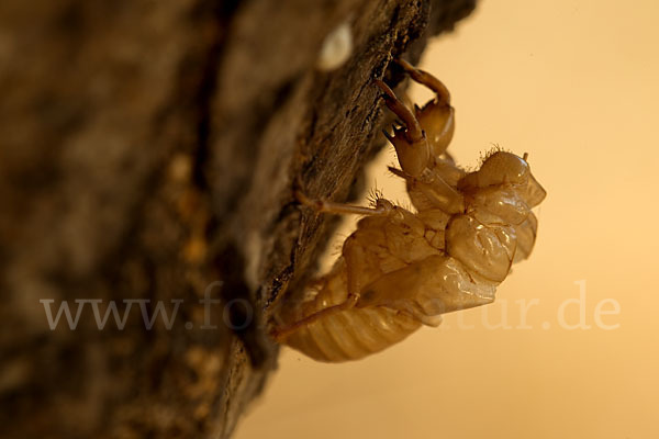 Mannasingzikade (Cicada orni)