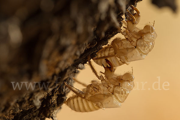 Mannasingzikade (Cicada orni)