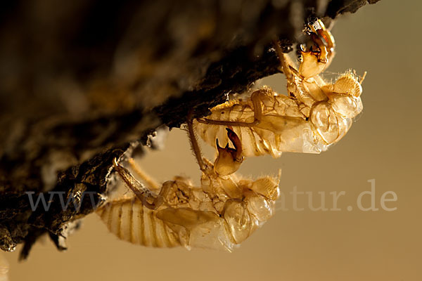 Mannasingzikade (Cicada orni)