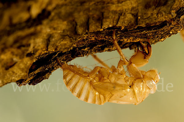 Mannasingzikade (Cicada orni)