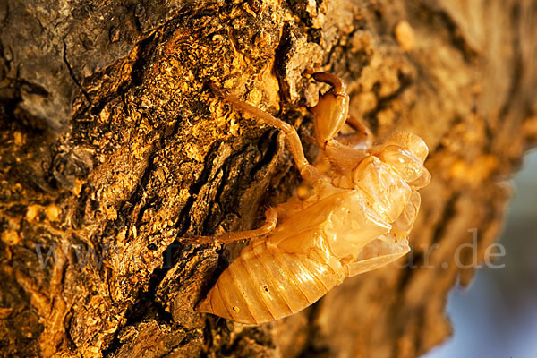 Mannasingzikade (Cicada orni)