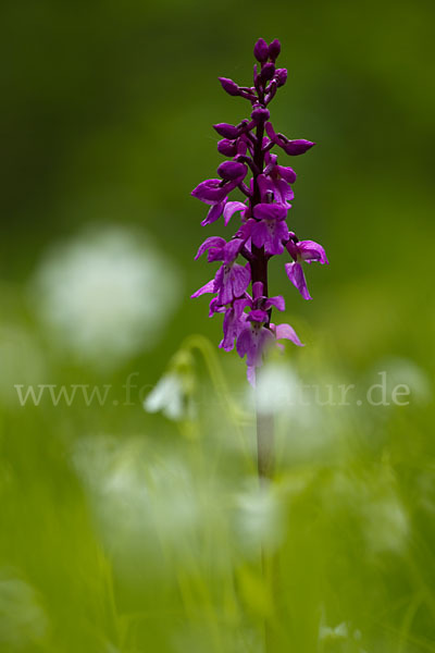 Manns-Knabenkraut (Orchis mascula)