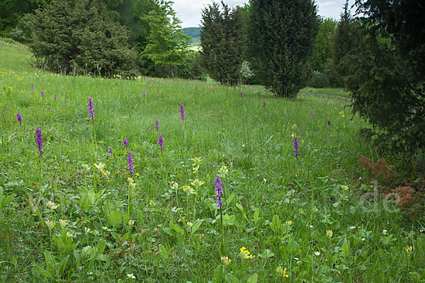 Manns-Knabenkraut (Orchis mascula)