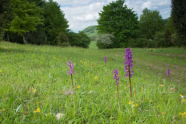 Manns-Knabenkraut (Orchis mascula)