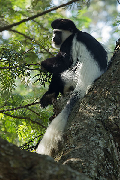 Mantelaffe (Colobus guereza)