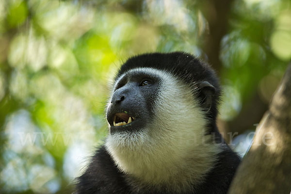 Mantelaffe (Colobus guereza)