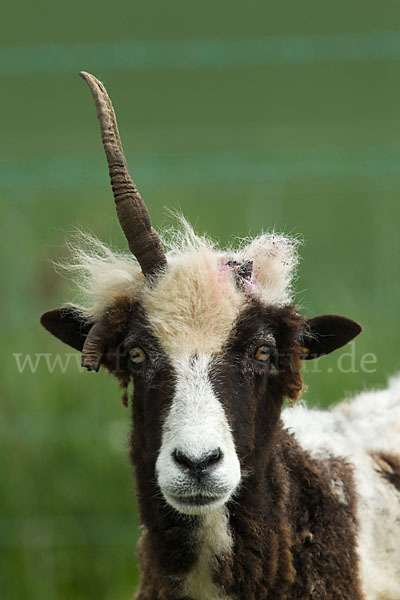 Manx-Loaghtan Schaf (Ovis gmelini aries sspec.6)