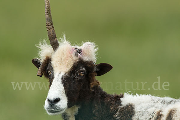 Manx-Loaghtan Schaf (Ovis gmelini aries sspec.6)