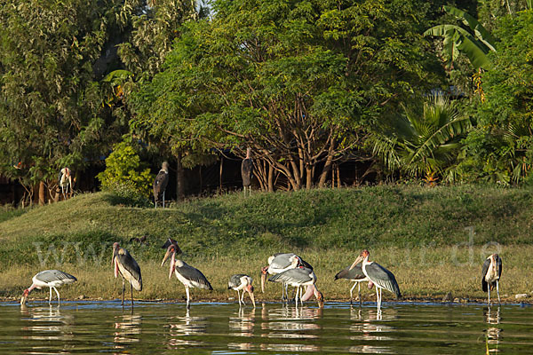 Marabu (Leptoptilos crumiferus)