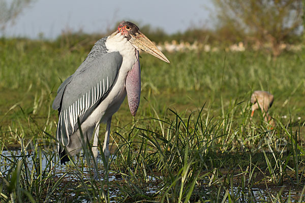 Marabu (Leptoptilos crumiferus)