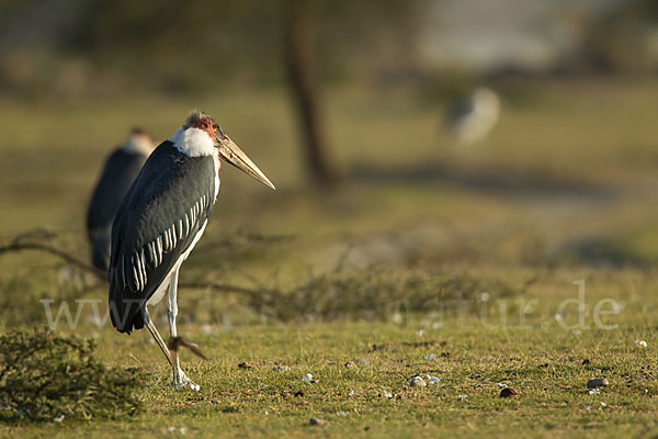 Marabu (Leptoptilos crumiferus)