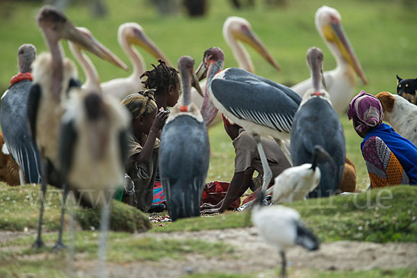 Marabu (Leptoptilos crumiferus)