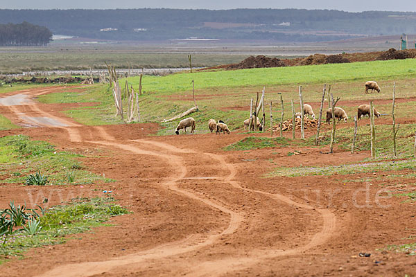 Marokko (Morocco)