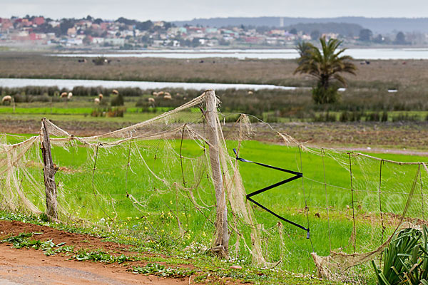 Marokko (Morocco)