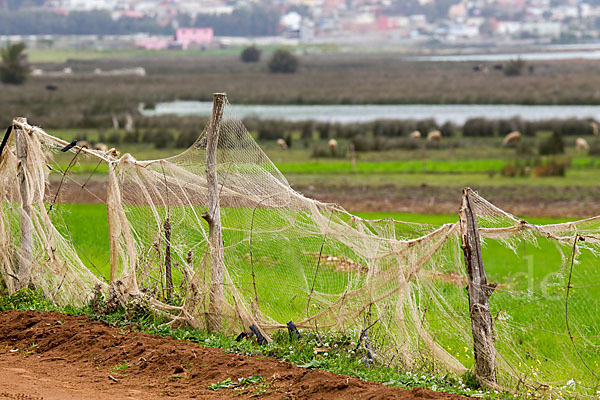 Marokko (Morocco)