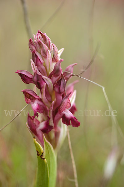 Martrinis Knabenkraut (Orchis coriophora martrinii)