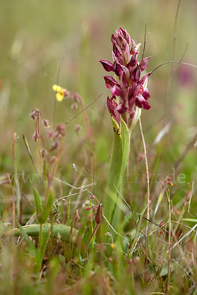 Martrinis Knabenkraut (Orchis coriophora martrinii)