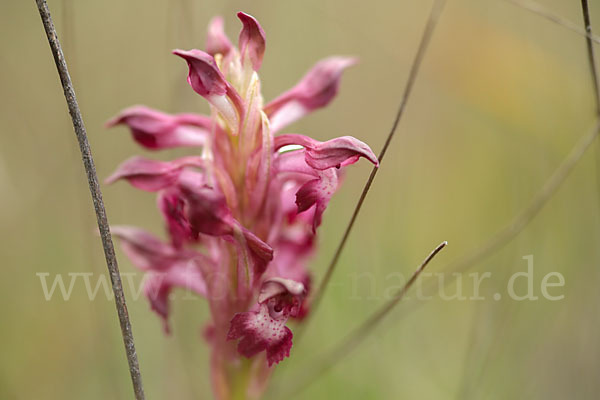 Martrinis Knabenkraut (Orchis coriophora martrinii)