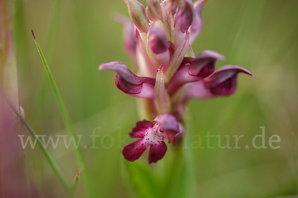 Martrinis Knabenkraut (Orchis coriophora martrinii)