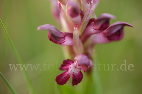 Martrinis Knabenkraut (Orchis coriophora martrinii)