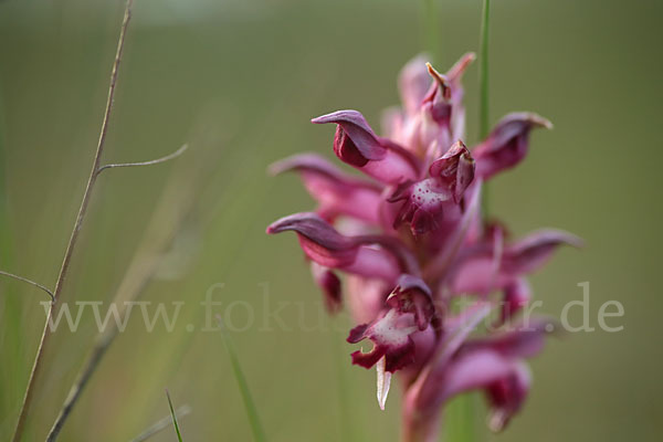 Martrinis Knabenkraut (Orchis coriophora martrinii)