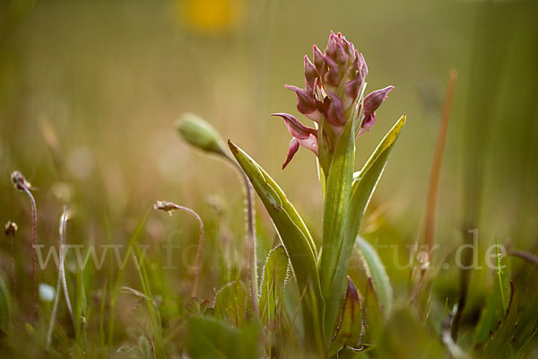 Martrinis Knabenkraut (Orchis coriophora martrinii)