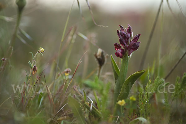 Martrinis Knabenkraut (Orchis coriophora martrinii)