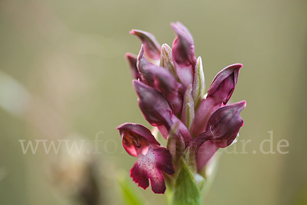 Martrinis Knabenkraut (Orchis coriophora martrinii)