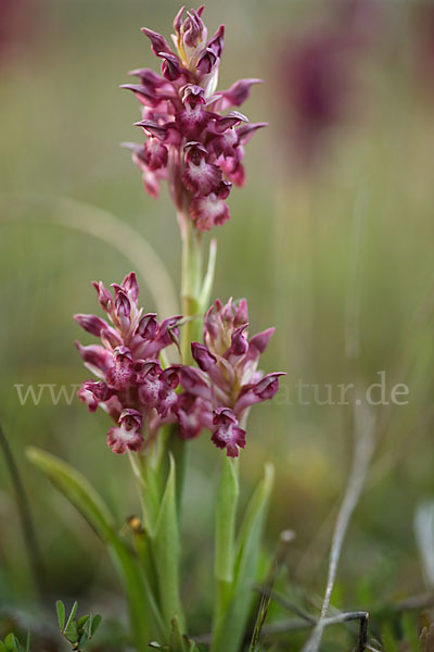 Martrinis Knabenkraut (Orchis coriophora martrinii)