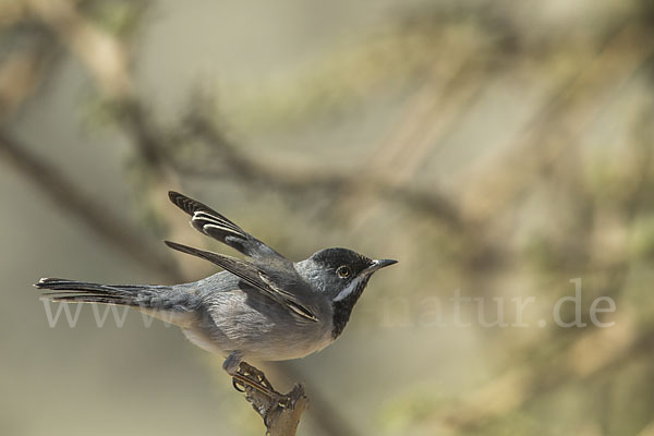 Maskengrasmücke (Curruca ruppeli)