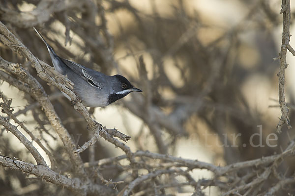 Maskengrasmücke (Curruca ruppeli)