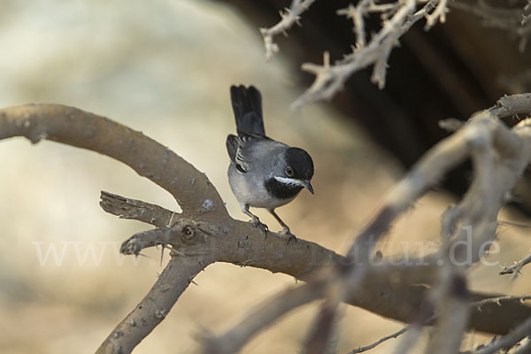 Maskengrasmücke (Curruca ruppeli)