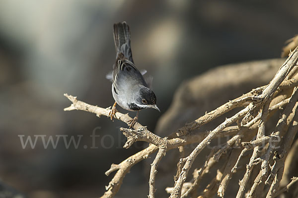 Maskengrasmücke (Curruca ruppeli)