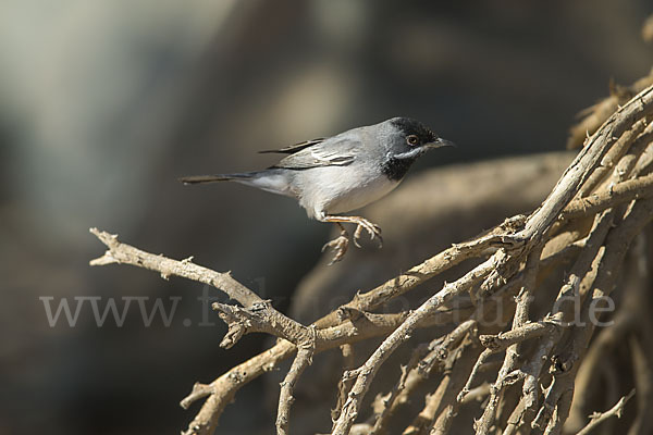 Maskengrasmücke (Curruca ruppeli)