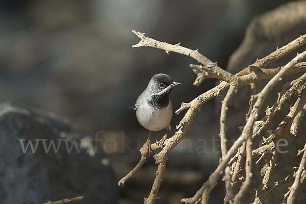 Maskengrasmücke (Curruca ruppeli)