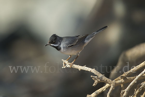 Maskengrasmücke (Curruca ruppeli)