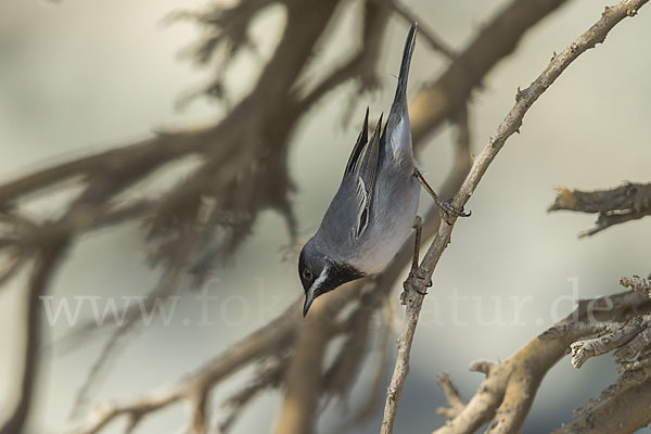 Maskengrasmücke (Curruca ruppeli)