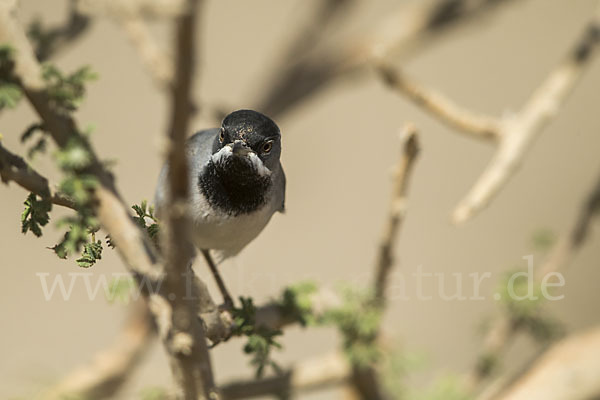 Maskengrasmücke (Curruca ruppeli)