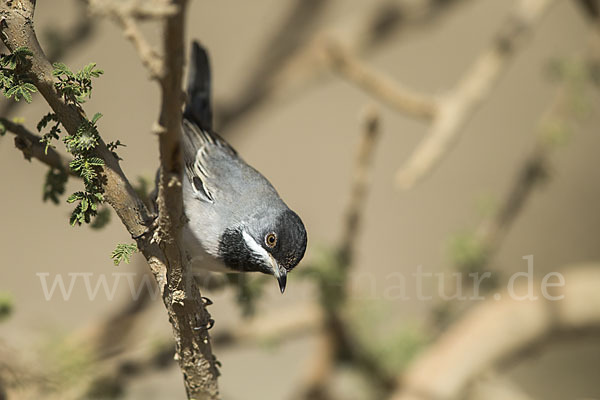 Maskengrasmücke (Curruca ruppeli)