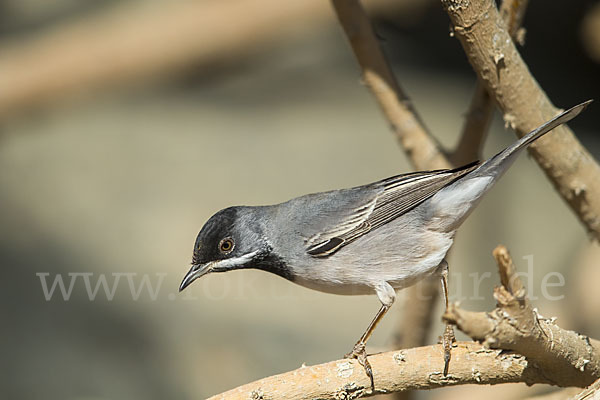 Maskengrasmücke (Curruca ruppeli)