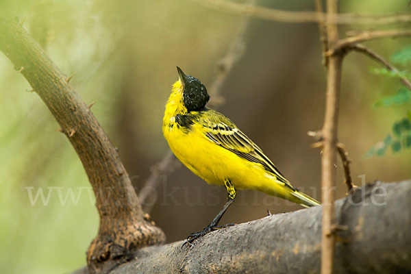 Maskenstelze (Motacilla flava feldegg)